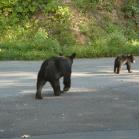 034 - Different mamma and babies from this morning