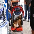 055 - Let sleeping dogs lie