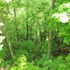 058 - How pretty is this... 27-05-2013