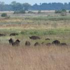 134 - Bison at Kankakee Sands prairie Indiana
