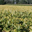 144 - Tobacco fields every where. This one is just a mile outside Owensboro KY, city limits