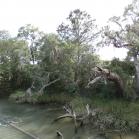 036 - Tilandsia moss covered swamp Oak - 18-05-2017