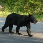 033 - Evening visit from bears