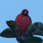 127 - Angry bird. Cardinal