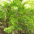 057 - Smoky Mountain trails 27-05-2013