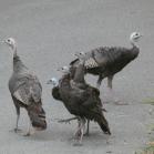 066 - Wild turkey hens outside our cabin