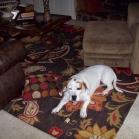 041 - Boo. (Ahh run and hide)... 25-05-2013