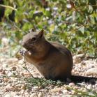 169 Golden-mantled Ground Squirre