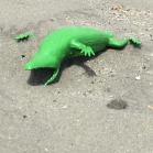 051 - Alligator on beach... 19-05-2017