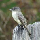 047 - Willow fly catcher