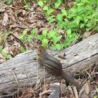 091 - Chipmunk 25-05-16