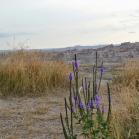 131 - Wild flowers in the Badlands of South Dakota