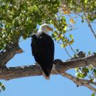 144 Bald Eagle