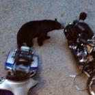 063 - A black bear... 27-05-2013