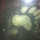 065 - High five. Baby bear (really) on our porch. Paw is against door window 27-05-2013