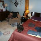 079 - Iggy helping me pack... 26-05-2017