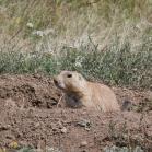 087 - How cute is that